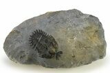Short Trident Walliserops Trilobite - Timrzit, Morocco #275308-3